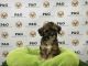 Shih-Poo Puppies for sale in Los Angeles, CA, USA. price: $750
