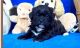 Shih-Poo Puppies for sale in Baywood-Los Osos, CA 93402, USA. price: NA