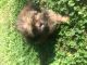 Shih-Poo Puppies for sale in Casstown, OH 45312, USA. price: NA