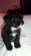 Shih-Poo Puppies for sale in Los Angeles, CA, USA. price: NA