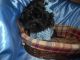 Shih-Poo Puppies for sale in West Bloomfield Township, MI, USA. price: NA
