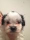 Shih-Poo Puppies for sale in Fayette County, GA, USA. price: NA