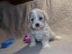 Shih-Poo Puppies for sale in Largo, FL, USA. price: NA