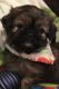 Shih-Poo Puppies for sale in Chillicothe, OH 45601, USA. price: NA