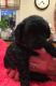 Shih-Poo Puppies for sale in England, AR 72046, USA. price: $600