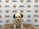 Shih-Poo Puppies for sale in Temple City, CA, USA. price: NA