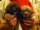 Shih-Poo Puppies for sale in Merrillville, IN, USA. price: NA
