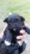 Shih-Poo Puppies for sale in Montgomery, AL, USA. price: NA