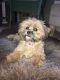 Shih-Poo Puppies for sale in OR-99W, McMinnville, OR 97128, USA. price: $500