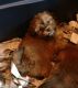 Shih-Poo Puppies for sale in Lake Village, IN 46349, USA. price: $350