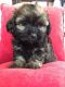 Shih-Poo Puppies for sale in West Springfield, MA, USA. price: $500