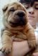 Shih-Poo Puppies for sale in 200 N Spring St, Los Angeles, CA 90012, USA. price: $600