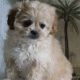 Shih-Poo Puppies for sale in Canton, OH, USA. price: NA