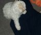 Shih-Poo Puppies for sale in Dearborn, MI, USA. price: $450