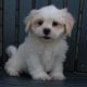 Shih-Poo Puppies for sale in Canton, OH, USA. price: $575