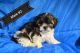 Shih-Poo Puppies for sale in Lake City, FL, FL, USA. price: NA