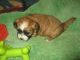 Shih-Poo Puppies for sale in Rocky Ford, CO 81067, USA. price: $350