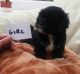 Shih-Poo Puppies for sale in Chicago, IL, USA. price: NA