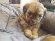 Shih-Poo Puppies for sale in Cambridge, MA, USA. price: $350