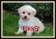 Shih-Poo Puppies for sale in Sherrodsville, OH 44675, USA. price: NA