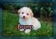 Shih-Poo Puppies for sale in Sherrodsville, OH 44675, USA. price: NA