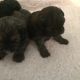 Shih-Poo Puppies for sale in New York, NY, USA. price: NA
