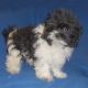 Shih-Poo Puppies for sale in Canton, OH, USA. price: $425