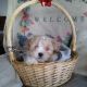 Shih-Poo Puppies for sale in Canton, OH, USA. price: $685