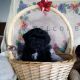 Shih-Poo Puppies for sale in Canton, OH, USA. price: $585