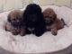 Shih-Poo Puppies for sale in Austin, TX, USA. price: NA