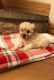 Shih-Poo Puppies for sale in Ocala, FL 34470, USA. price: NA