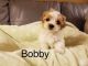 Shih-Poo Puppies for sale in Los Angeles, CA 90006, USA. price: NA