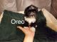 Shih-Poo Puppies for sale in Los Angeles, CA 90006, USA. price: NA