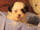 Shih-Poo Puppies for sale in Wooster, OH 44691, USA. price: NA