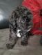 Shih-Poo Puppies for sale in Elyria, OH 44035, USA. price: NA