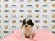 Shih-Poo Puppies for sale in Temple City, CA, USA. price: NA