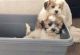 Shih-Poo Puppies for sale in San Diego, CA 92027, USA. price: NA