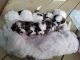 Shih-Poo Puppies for sale in Indian Trail, NC, USA. price: NA
