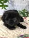 Shih-Poo Puppies for sale in Broxton, GA 31519, USA. price: $400