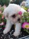 Shih-Poo Puppies for sale in Millersburg, OH 44654, USA. price: NA