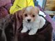 Shih-Poo Puppies for sale in Chuckey, TN 37641, USA. price: $700