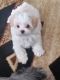 Shih-Poo Puppies for sale in Chuckey, TN 37641, USA. price: $650