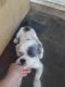 Shih-Poo Puppies for sale in Downey, CA, USA. price: NA