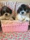 Shih-Poo Puppies for sale in West Bloomfield Township, MI, USA. price: NA