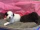 Shih-Poo Puppies for sale in Salado, TX 76571, USA. price: NA