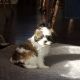Shih-Poo Puppies for sale in Chambersburg, PA, USA. price: NA