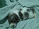 Shih-Poo Puppies for sale in Matthews, NC, USA. price: NA