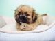 Shih-Poo Puppies for sale in Orange County, CA, USA. price: NA
