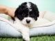 Shih-Poo Puppies for sale in Orange County, CA, USA. price: NA
