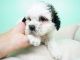 Shih-Poo Puppies for sale in Las Vegas, NV 89113, USA. price: $800